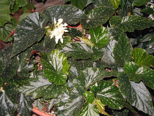 B. ‘White Freckles’